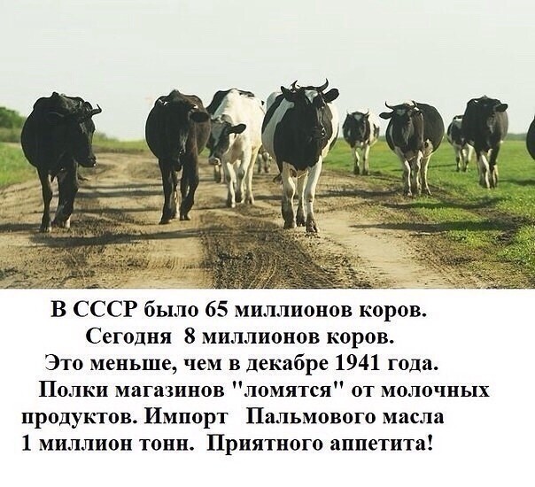 Великая страна СССР,фейк - количество коров В СССР